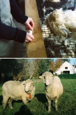 Jan Merino Visserstrui Naturel Ongeverfd -Kleding Winkel jan sfeer 3 10