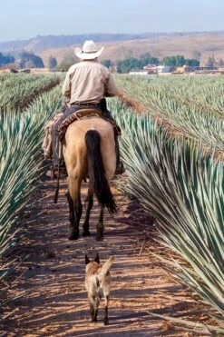 Joe Vest Agave Green 13 Joe Vest Agave Green -Kleding Winkel joe agavegreen campagnebeeld 3