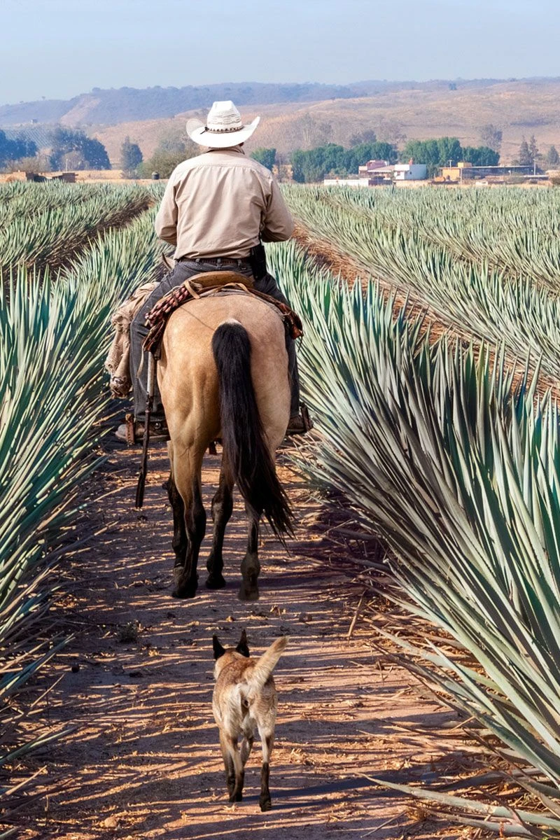 Joe Vest Agave Green 7 Joe Vest Agave Green - Afbeelding 7